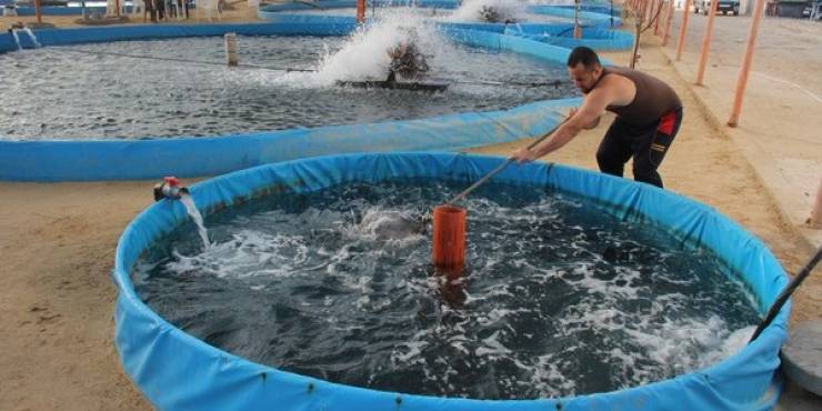 بالفيديو  ..  إطعام السمك فى المزارع السمكية فى الصين مشهد عجيب!