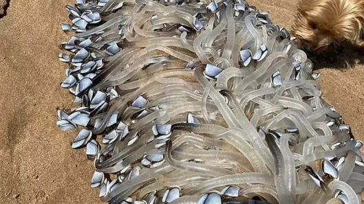 مخلوق غريب يظهر في أستراليا ..  والسكان يعتقدون أنه "كائن فضائي"