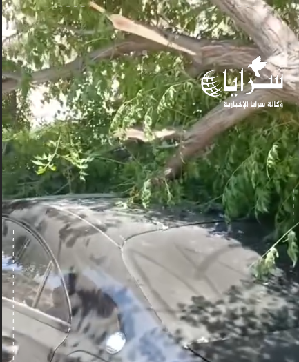 بالفيديو  ..  سقوط شجرة زنزلخت معمرة على مركبة بالقرب من ميدان الشهداء باربد
