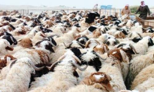 الأردن يستورد 351 ألف رأس ماشية في 4 أشهر