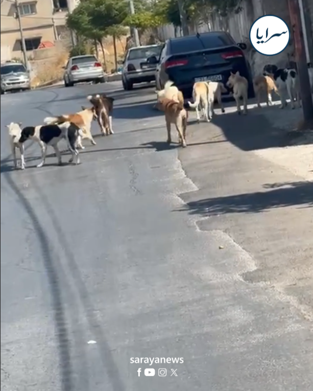 أكثر من 90 كلبًا يتجولون بحرية في شوارع السلط ..  فيديو