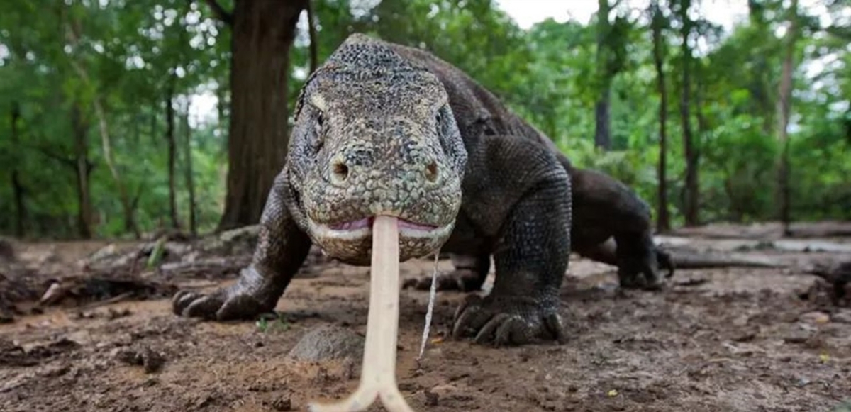 ظهر بمقالب "رامز تحت الأرض" ..  ما هو تنين "الكومودو" الذي أرعب المارة بمصر؟