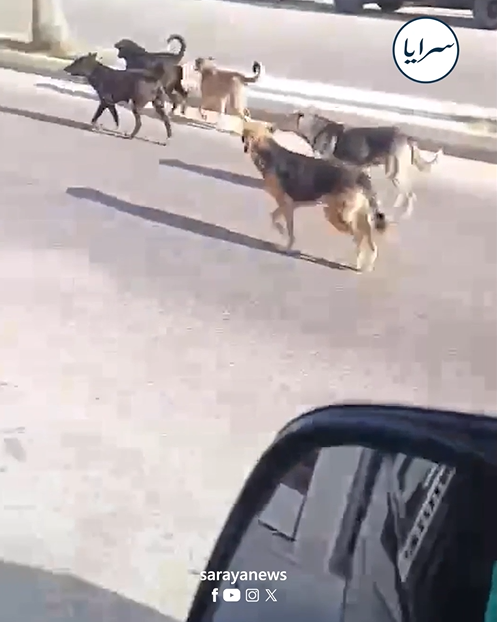 بالفيديو ..  في وضح النهار انتشار للكلاب الضالة في الرصيفة يثير مخاوف المواطنين