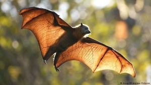 دراسة ..  اكتشاف فيروس جديد «هانتا» كامن في الخفافيش 