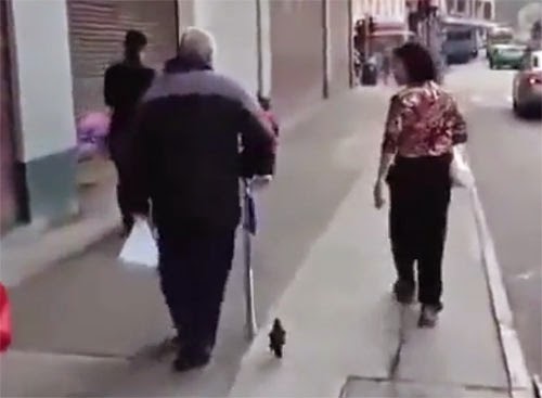سبحان الله طائر ياخذ جولة مع صاحبه في الشوارع  ..  فيديو