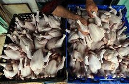 ضبط 14 طن من الدجاج منتهي الصلاحية