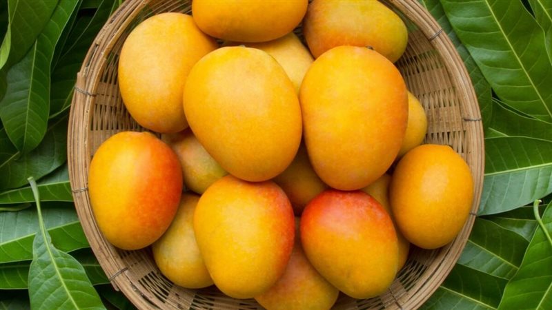 تفسير رؤية المانجو في المنام 