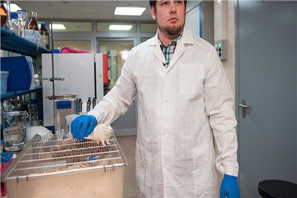 دراسة جديدة: بروتين من الفئران المسنة يعالج أمراض الكلى والقلب والأوعية !