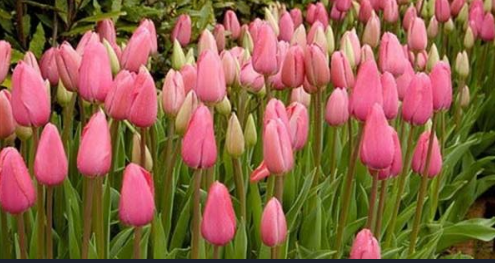 مزارعو أزهار القطف: نتعرض لخسائر كبيرة وندعو الحكومة لدعمنا