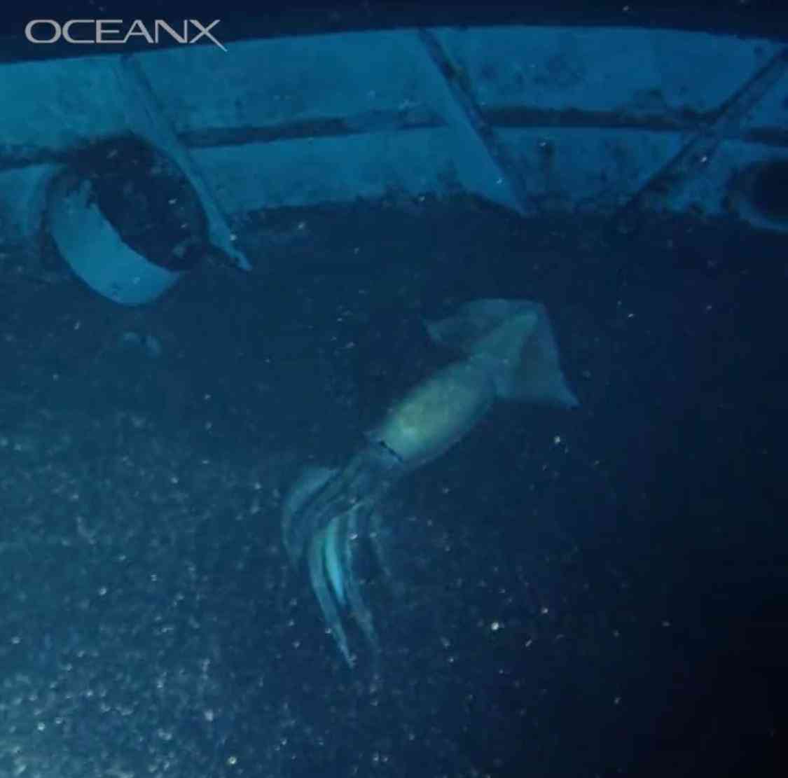 العثور على مخلوق غامض "أكبر من الإنسان" في البحر الأحمر 