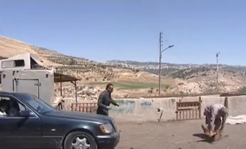  استفزاز داخل مسلخ الاغنام !