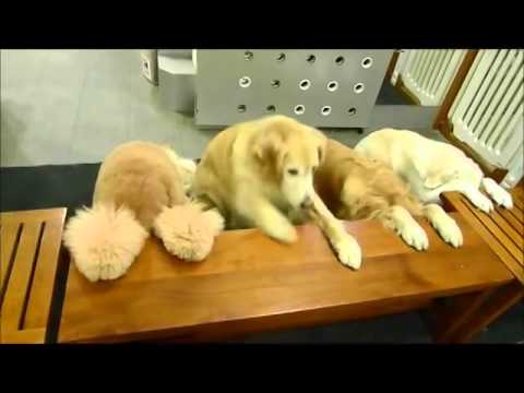 بالفيديو ..  كلاب تقدم الشكر قبل الأكل وتنظف المكان بعد كل وجبة