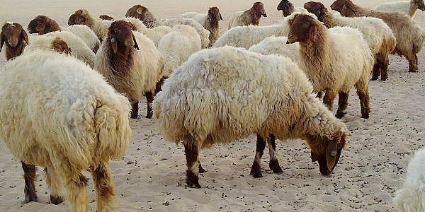  ازدياد الطلب على الأغنام الأردنية في  "الخليج "