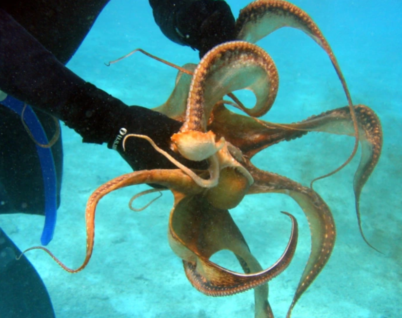 أنثى الأخطبوط تعذب نفسها وتأكل جسدها بعد التزاوج ..  العلماء يعرفون السبب 