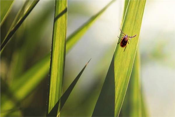 أسباب وجود القراد في ساحة المنزل وكيفية التخلص منه