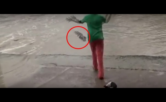 بالفيديو  ..  امرأة تخيف تمساحاً بطريقةٍ غريبة 