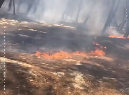 بالفيديو  ..  حريق يلتهم أحراش سحم  ..  ورئيس بلدية الشعلة يستنجد بالأهالي لإخماده