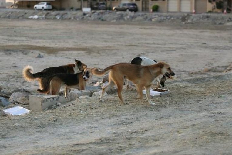 بالصور  ..  كلاب ضالة تعقر (8) أطفال في اربد