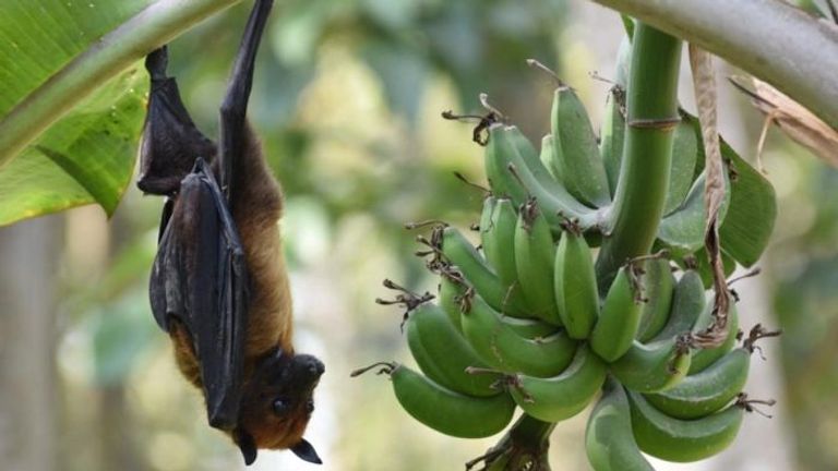 فيروس نيباه القاتل يعود للواجهة في الهند ..  ما أبرز الأعراض؟