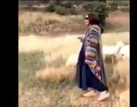 بالفيديو  ..  احلام ترعى الاغنام في السعودية 