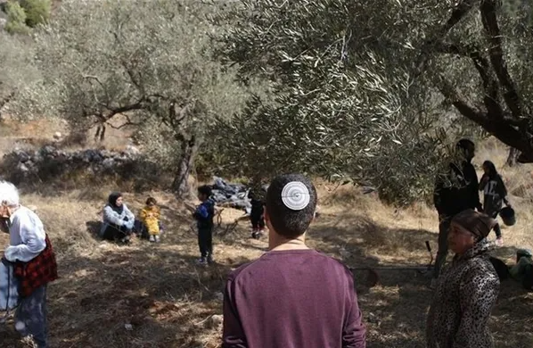 مستوطنون يحرمون الفلسطينيين شمال رام الله من قطف الزيتون