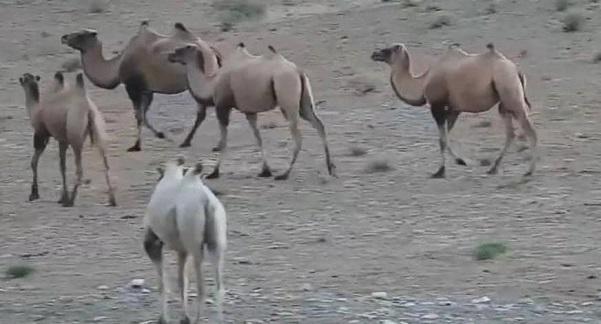 رصد أول جمل من نوعه في الصين - فيديو