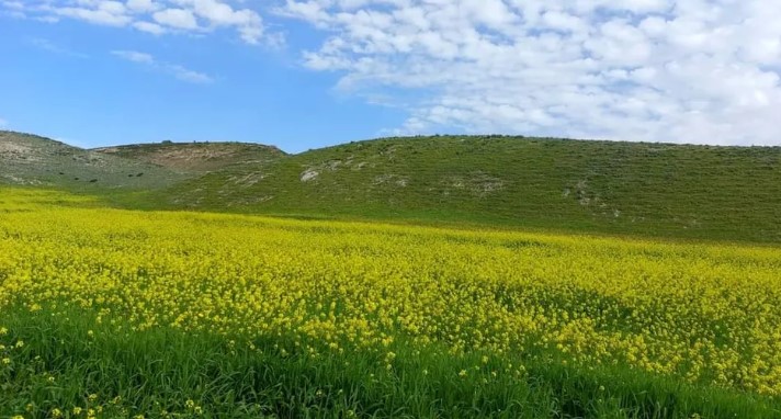 أرض للبيع في أم الدنانير 