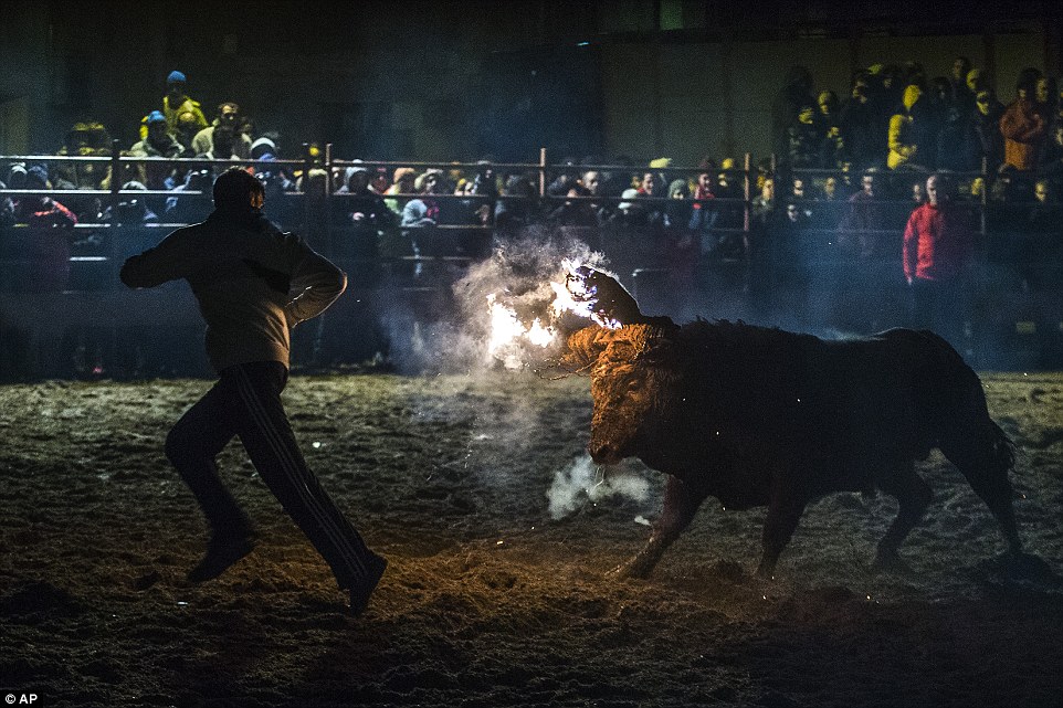 بالصور: اسبان يحرقون الثيران ويطلقونها في الشارع للتسلية