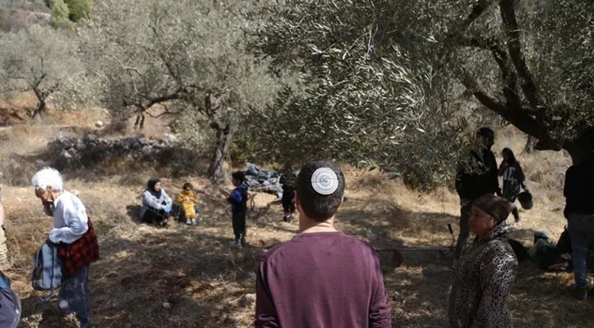 "إسرائيل" تقتلع 884 شجرة زيتون وتسرق 360 رأس ماشية بأسبوع في الضفة