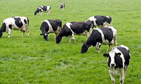 صوالحة: وزير الزراعة يؤكد وقف استيراد الأبقار لمدة عام