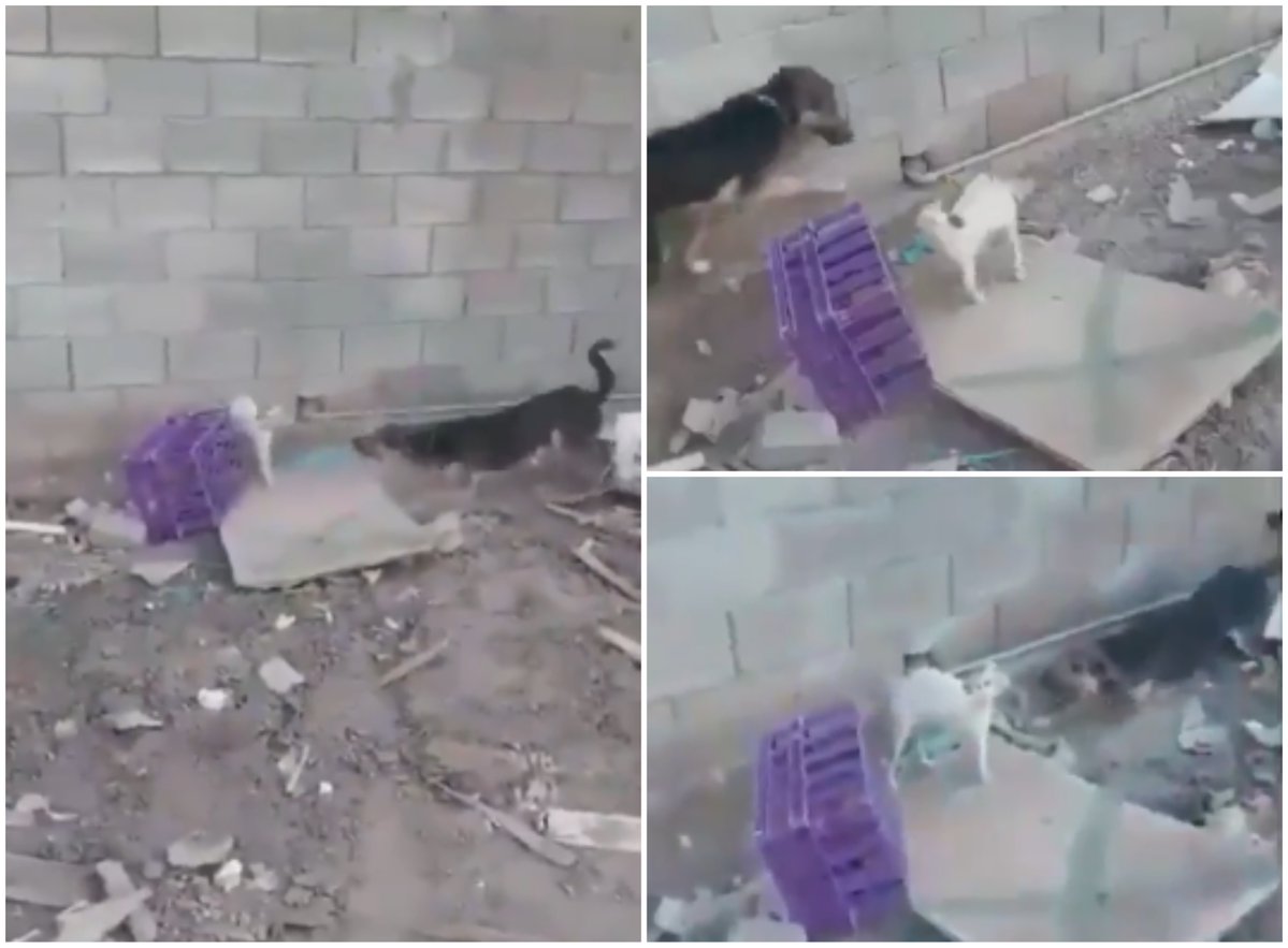 بالفيديو  ..  شاب يُثير ضجةً واسعةً بعد ترك كلابه تهاجم قطةً وتنهشها وتحاول قتلها!