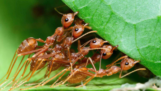 التلوث الجوي يزعزع مجتمعات النمل ..  ما القصة؟