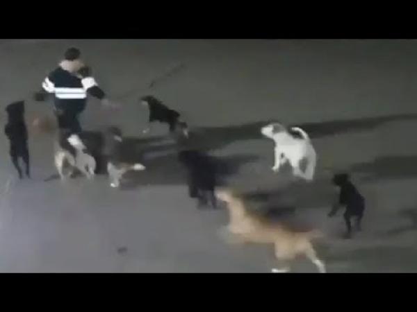 بالفيديو: كلاب شاردة تطارد امرأة وتقتلها