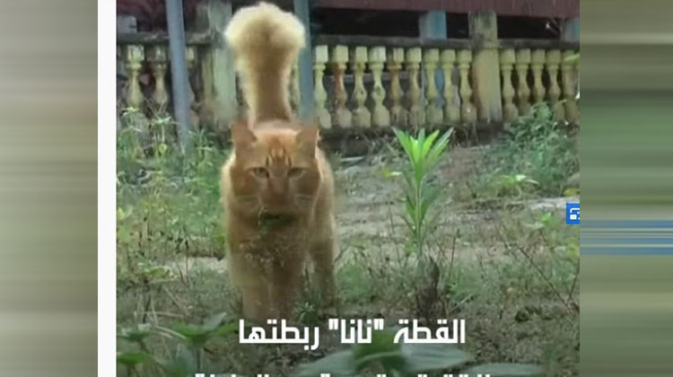 بالفيديو  ..  قطة تزور قبر صاحبها كل يوم منذ وفاته قبل عامين