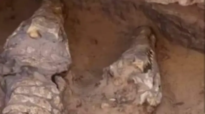 تماسيح ضخمة في ليبيا عمرها 3 آلاف سنة ..  ما الحقيقة؟ - فيديو 