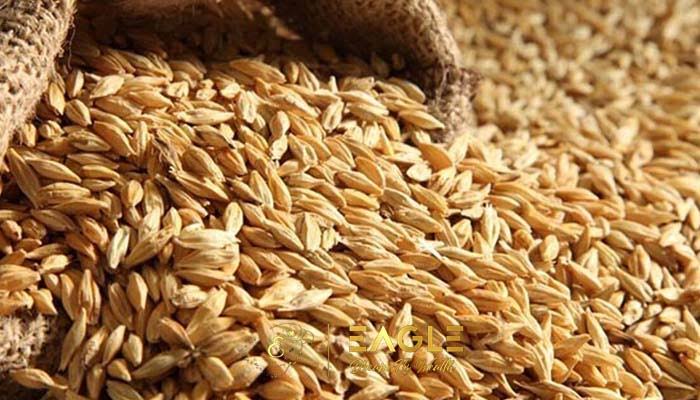 المزارعون يسلمون الحكومة 100 ألف طن قمح وشعير