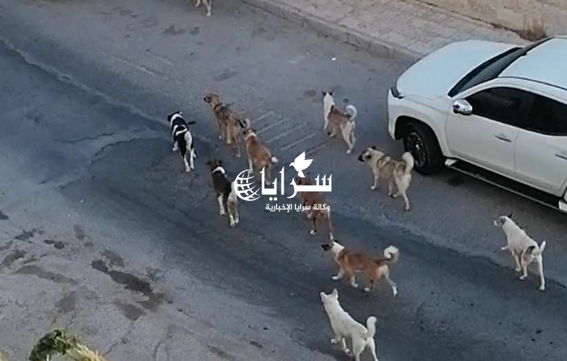 بالفيديو والصور… الكلاب الضالة تنتشر في منطقة تلاع العلي