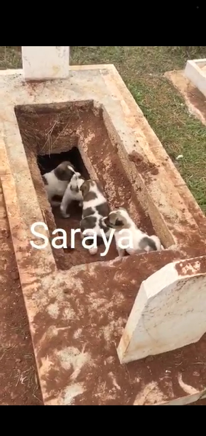 فيديو صادم : كلاب ضاله تنتهك حرمة الموتى وتنهش القبور في اربد 