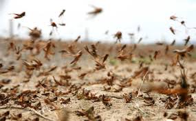 طوارئ "وزارة الزراعة" قائمة تخوفا من غزو محتمل للجراد