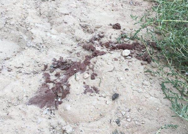 جريمة بشعة هزت السعودية  ..  أخرجت ابنة زوجها من المدرسة ونحرتها  ..  وهذا مصيرها  ..  "تفاصيل"