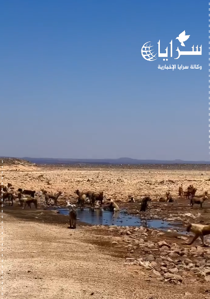 مشهد مرعب من مكب نفايات الصفاوي ..   كلاب ضالة تتجول بأعداد هائلة وتثير الذعر - فيديو