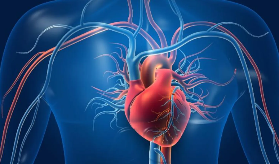 لا تتجاهلها ..  7 علامات مبكرة تدل على ضعف القلب