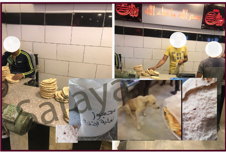 بعد نشر سرايا ..  محافظ  العقبة يوعز بإغلاق مخبز تلهو بداخله كلاب ضالة
