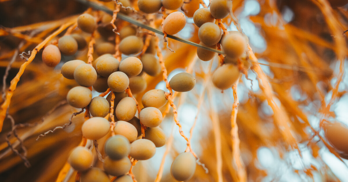 تفسير حلم البلح  