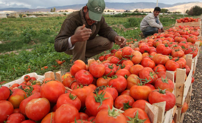 2.3 % نسبة ارتفاع أسعار المنتجين الزراعيين