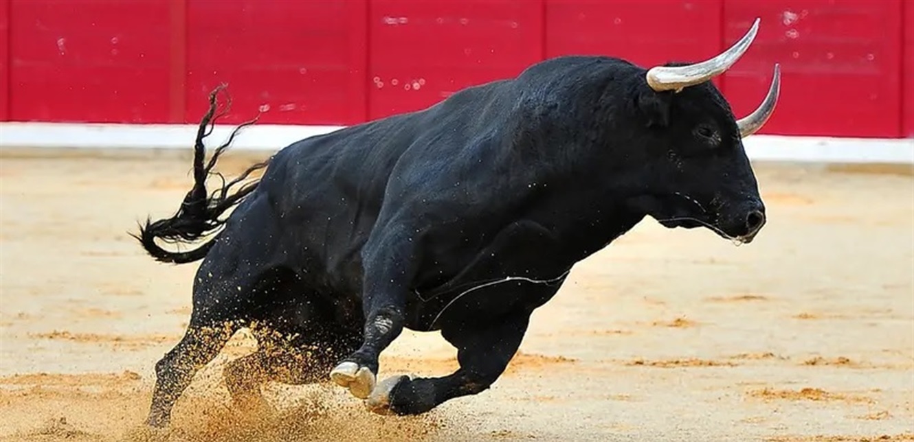 بالفيديو ..  ثور يخرج عن السيطرة ويهاجم الجمهور في إسبانيا
