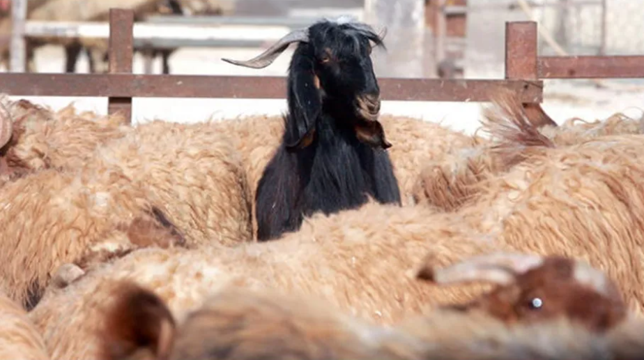فجأة ..  “الخروف البلدي” الأردني مطلوب بإلحاح في أسواق الخليج واضطراب وجدل في سوق الأضاحي