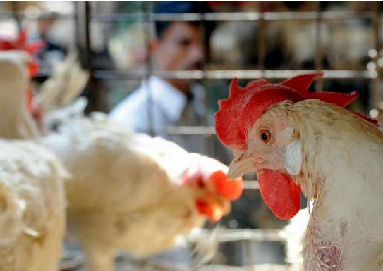 "الزراعة" تحظر استيراد الدجاج بعد ظهور إصابات بانفلونزا الطيور في "إسرائيل" 