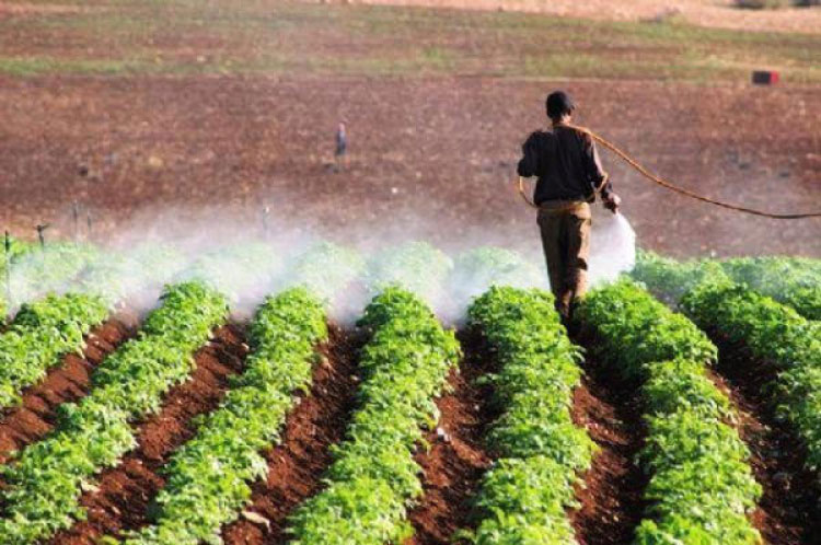 وادي الأردن: تأخر الأمطار يزيد خطر الآفات ويرفع كلف الإنتاج الزراعي