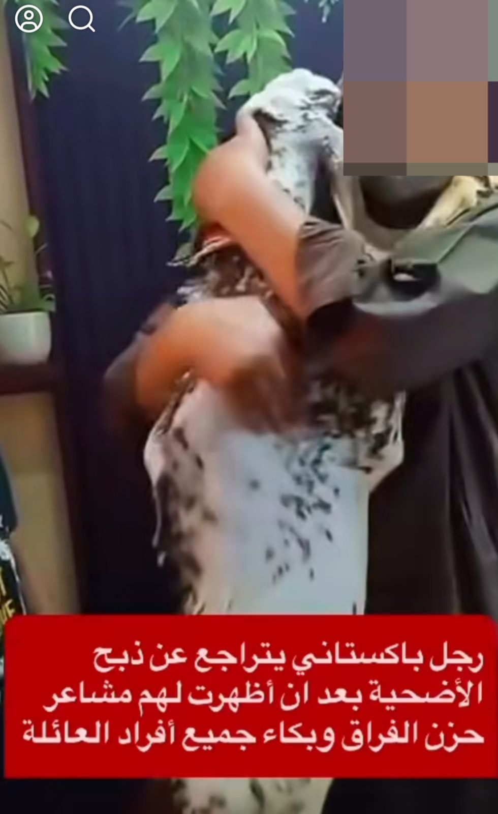 بالفيديو ..  باكستاني يتراجع عن ذبح الأضحية بعد أن اضهرت له مشاعر الفراق 